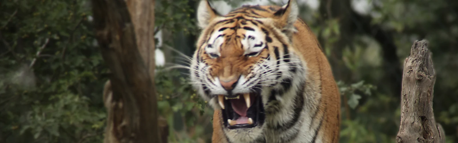 Nahaufnahme eines Tigers, der drohend und laut brüllend sein Maul aufgerissen hat. | KonzeptDesignKunst