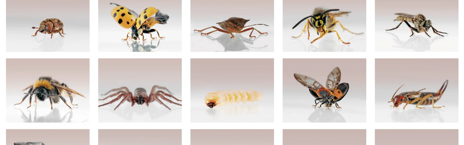 Mehrere Reihen von High-End retuschierten, digitalen Insekten-Makroaufnahmen. | KonzeptDesignKunst