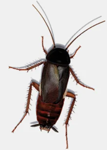 Von Wolfram Schäfers digital illustrierte, fotorealistische Schabe, für die Darstellung auf einer Internetseite der Firma APEX Schädlingsbekämpfung über Schaben und deren Bekämpfung. | konzeptdesignkunst - wolfram schäfers