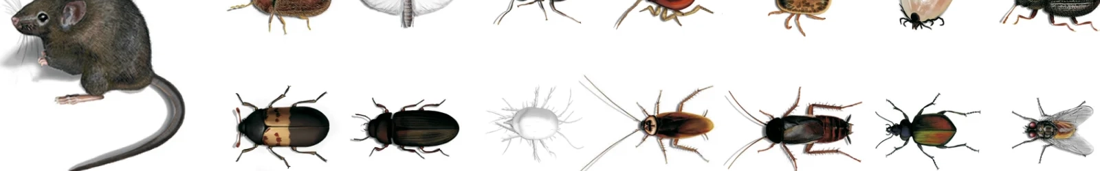 Bild eines Galerieausschnitts von digital und fotorealistisch illustrierten Insekten und Nagetieren durch Wolfram Schäfers. | konzeptdesignkunst