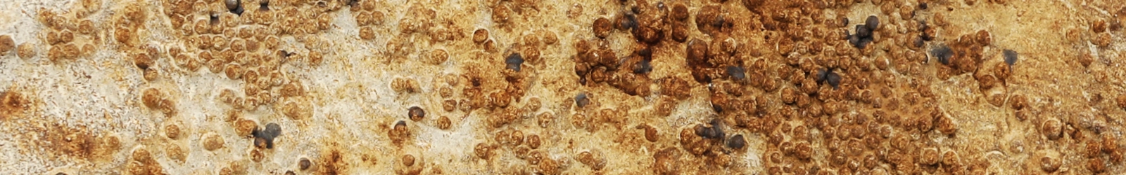 Ausschnitt eines braunfarbigen Bildes, auf dem Ansammlungen von kleinen, teilweise verrosteten Kügelchen zu sehen sind. | konzeptdesignkunst