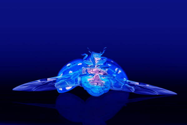 Marienkäfer in blau