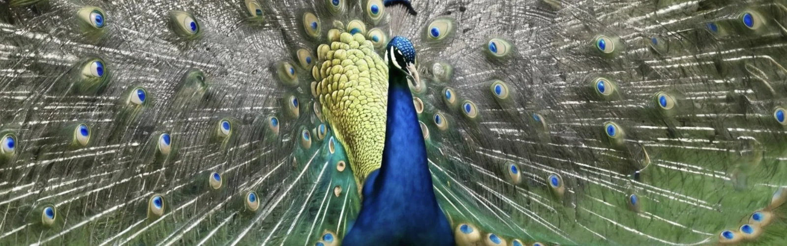 Bild eines Pfaus der ein Rad schlägt, als Symbol für die Auffälligkeitswirkung von Werbung. | konzeptdesignkunst